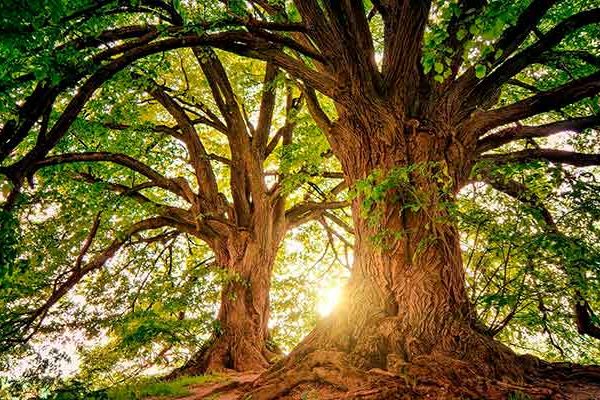 Árboles y luz solar